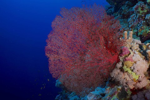 Red knot coral