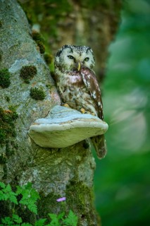 Tengmalm's Owl
