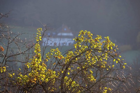 Morning atmosphere in Oppenau