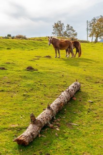 Mount Erlaitz with horses in freedom in the town of Irun