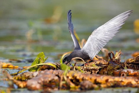 Black Tern