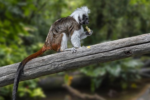 Cotton-top tamarin