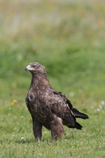 Lesser spotted eagle