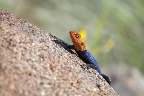 Male Namibian rock agama