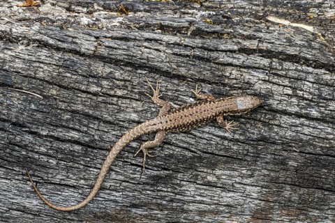 Common wall lizard