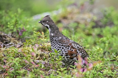 Hazel grouse