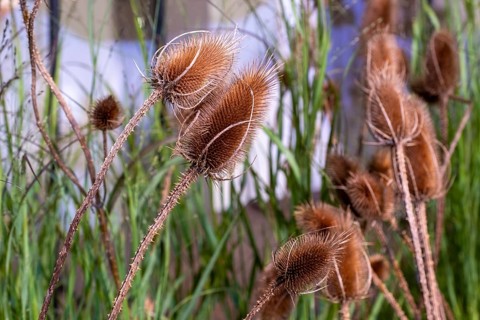 Common switchgrass