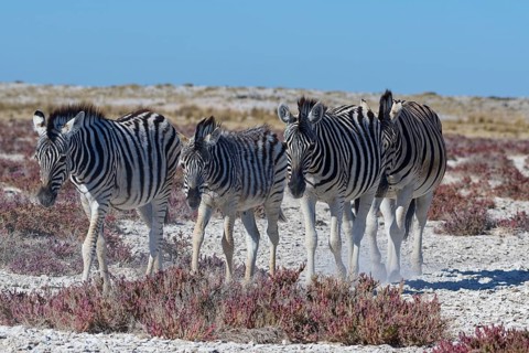 Burchell's zebras