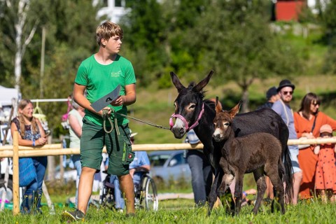 Donkey foal