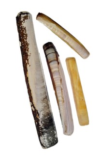 Collection of Solenidae shells: Pod razor