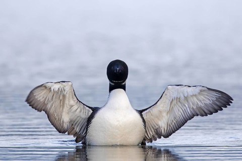 Common loon