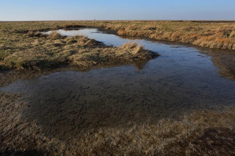 Mudflat in the Verdronken Land van Saeftinghe