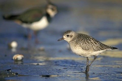 Grey plover
