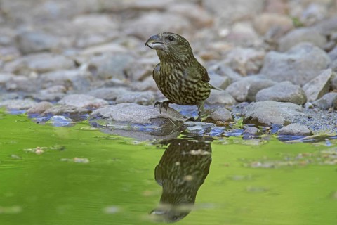 Red crossbill