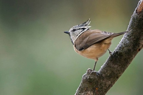 Crested tit