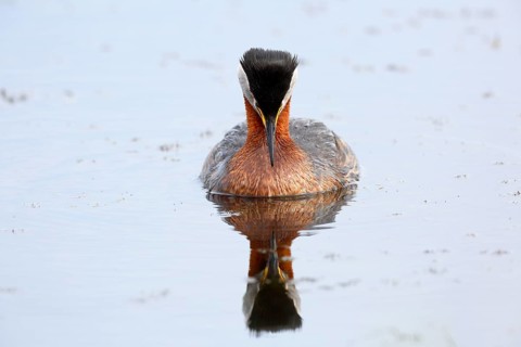 Red-necked grebe