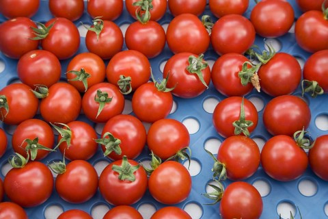 Plastic crate with red tomatoes