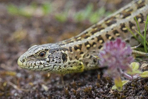 Sand lizard