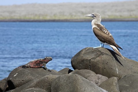 Marine iguana