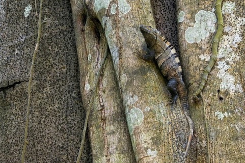 Black spiny-tailed iguana