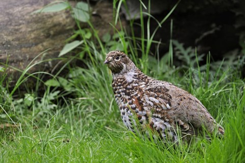 Hazel Grouse