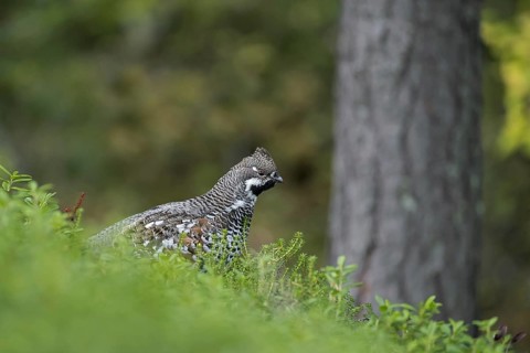Hazel grouse