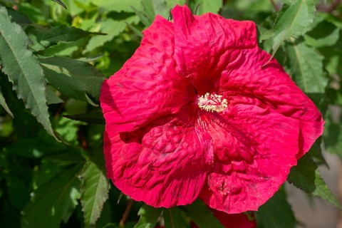 Hibiscuses