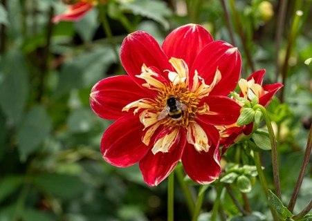 Bee