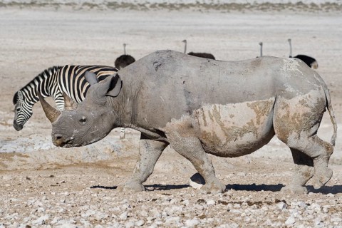 Black rhinoceros