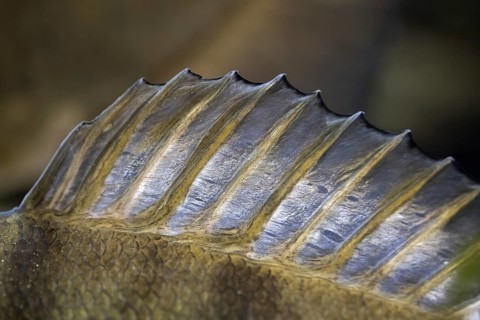European percSpiny dorsal fin of European perch