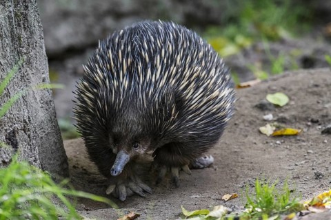 Short-beaked echidna