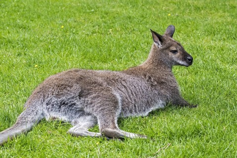 Red-necked wallaby