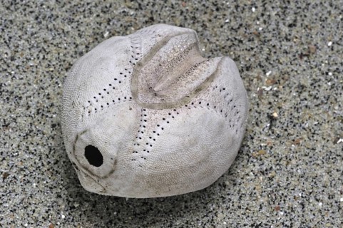 Sea potato