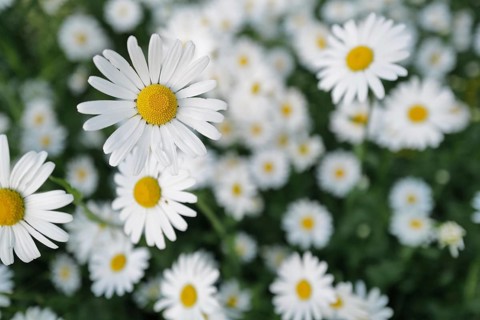 Lovely ox-eye daisies
