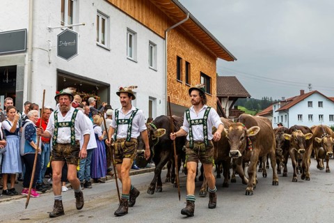 Group of shepherds leading cattle