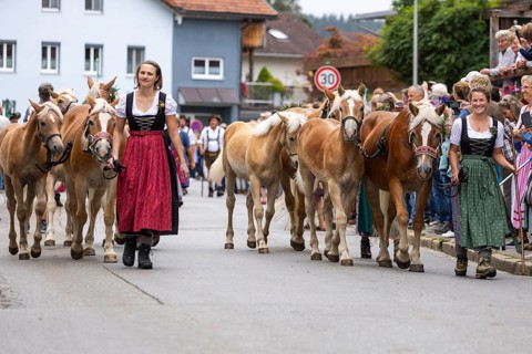 Alpine herdswoman leading group of Haflinger horse