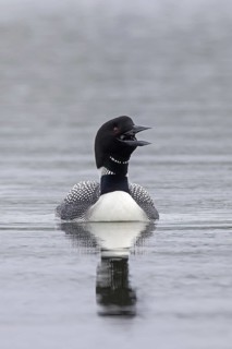 Common loon