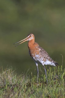 Black-tailed godwit