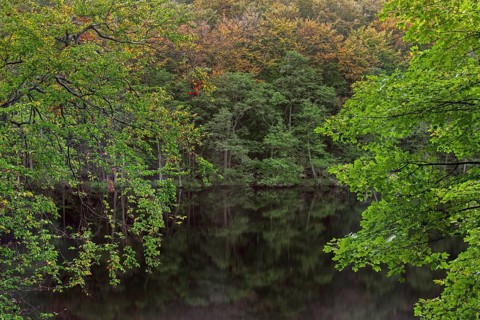 Foliage showing autumn colours along Lake Hertha