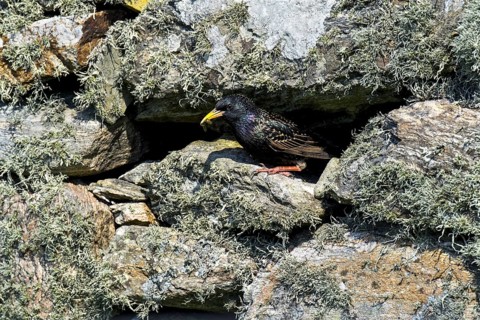 Common starling