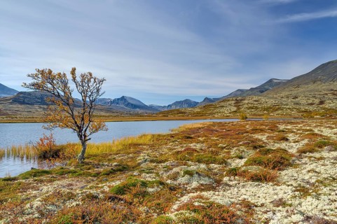 Birch in autumn on the lakeshore