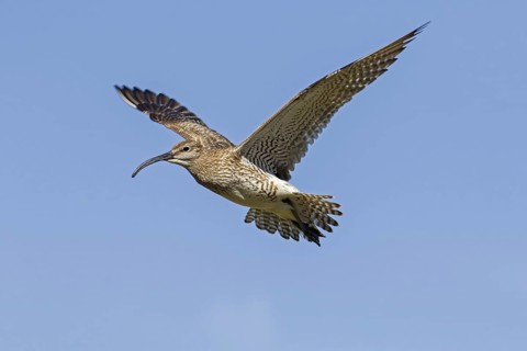 Eurasian whimbrel