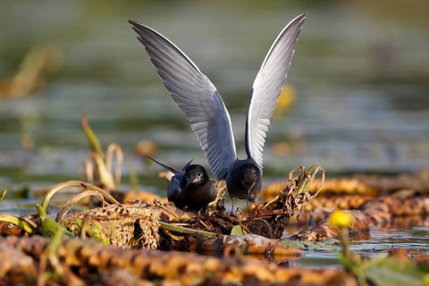 Black Tern