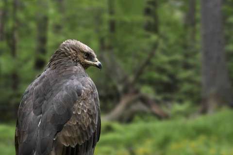 Lesser spotted eagle