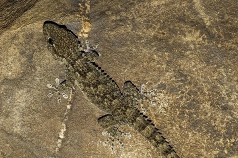 Moorish wall gecko