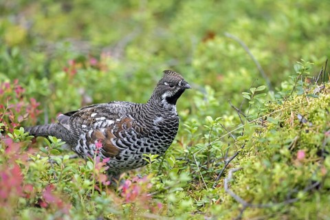 Hazel grouse