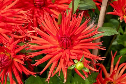 Garden dahlia