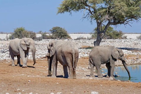 African bush elephants