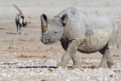 Black rhinoceros