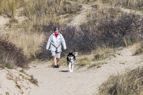 Woman walking with Siberian Husky dog on the lead in sand dunes along the North Sea coast in spring